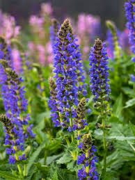In fact, they serve as a reminder to never forget absent friends. Salvia Sallyrosa April Night Bluestone Perennials