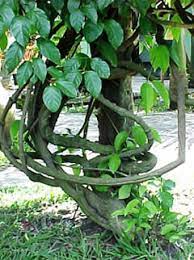 Banisteriopsis Caapi Yage Ayahuasca Caapi Plants Tropical Plants Evergreen Climbers