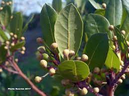 Check spelling or type a new query. Rodosyllekths Dafnh Ena Arwmatiko Fyto Me 8erapeytikes Draseis Tropoi Xrhshs