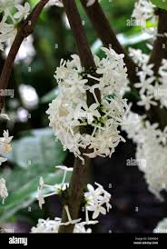 Image result for Pleiocarpa