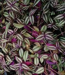 The purple ice plant features flowers with finely textured petals surrounding solid centers. Green Leaves On Top Purple Underneath Osera