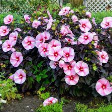 Spring Hill Nurseries Pink Flowers Starry Night Hibiscus Live Bareroot Perennial Plant 1 Pack 62455 The Home Depot Hibiscus Plant Shade Flowers Hibiscus