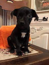 Dogs For Adoption Petfinder Dog Adoption Animal Projects Pet Supplies Wholesale