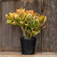 Image result for Crassula zombensis