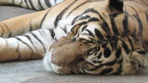 Zoo Animals : How Do Tigers Sleep?