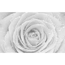 Check spelling or type a new query. Photo Mural Big White Rose