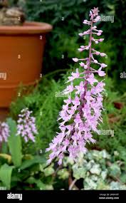 Image result for Stenoglottis