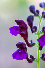 Image result for Scutellaria schweinfurthii