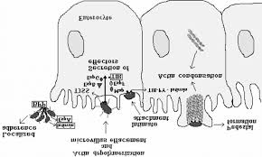 Looking for the definition of epec? Epec Pathogenesis And Targets Of Diagnosis Download Scientific Diagram