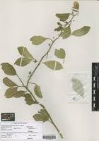 Image result for Balanites maughamii