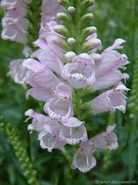 This perennial has four foot stems with leaves and a terminal spike of lovely white, pink, or purple flowers. Plant Of The Month Obedient Plant Clear Lake Chapter Native Plant Society Of Texas