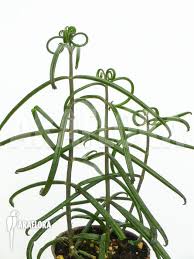 Pin On Toxic Plants To Dogs