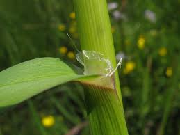 Image result for Glyceria fluitans