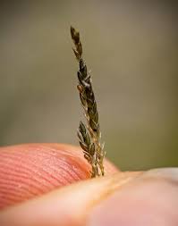 Image result for Eragrostis membranacea