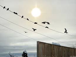 Photos at Bellevue Park this past Tuesday morning, December 3, 2024.