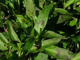 Image result for Persicaria decipiens