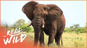 The Sacred Elephant And Camel Wildlife Documentary Amazing Animals Real Wild Youtube