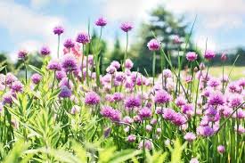 53 Favourite Perennials To Plant In Zone 3 Perennials Plants Edible Landscaping