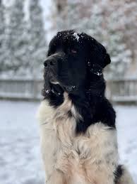 Odin S First Snow My Brown Newfies Newfoundland Puppies Big Dog Breeds Newfoundland Dog