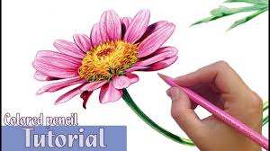 Maybe you would like to learn more about one of these? How To Draw And Shade A Flower In Colored Pencil Youtube