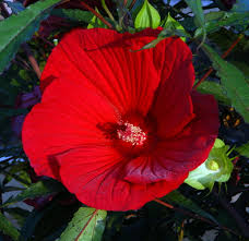 We did not find results for: Fireball Giant Hibiscus Rose Mallow Perennial Huge Flowers 4 Pot Walmart Com Walmart Com