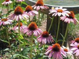 Coneflower Echinacea Purpurea Or Purple Coneflower One Of The Best Perennial Flowers For Late Summer And Ear Flowers Perennials Purple Garden Best Perennials