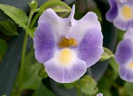 Image result for Torenia thouarsii