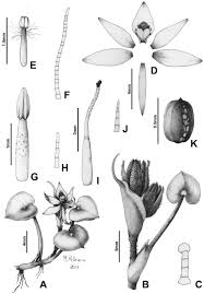 Image result for Heteranthera callifolia