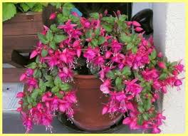 النباتات المنزلية متواضع الزهور الداخلية الأكثر متقلبة