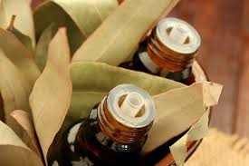 In usda hardiness zones 8 to 10, eucalyptus can grow into trees of towering heights. Eucalyptus Oil Is It Good For Hair 2021 Hair Loss Geeks