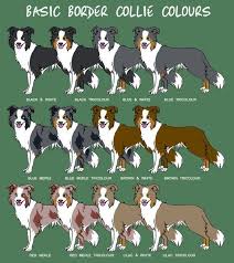 Black And White Cattle Dog Long Hair Border Collie Colors They Also Come In Brindle And Saddle And Short And Long Hair Bordercollie Border Collie Colors Collie Dog Dog Breeds