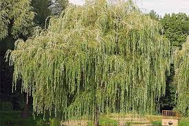 Fast growing privacy trees that'll provide years of shade and privacy and don't take decades to grow! The Best Fast Growing Shade Trees For Your Yard Gardener S Path
