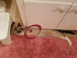 Ringworm And Cats How One Reader Solved The Problem Floppycats Ringworm Home Remedies For Ringworm Cat Ringworm