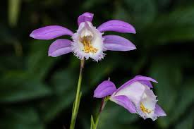 Pleione formosana is a genus of orchids...