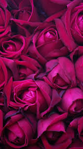 Wallpaperpinteres Flower Background Iphone Rose Wallpaper Flower Backgrounds
