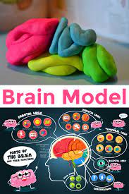 How To Make A Brain Model - Human Body Science For Kids