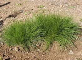 Image result for Festuca