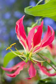 120702 402 Gloriosa Superba Rothschildiana Jpg Beautiful Flowers Lily Flower Glory Lily