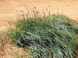 Image result for Orthochilus subulatus