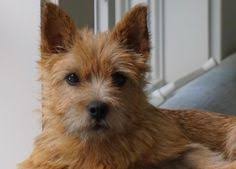 17 Norwich terrier ideas