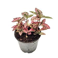 Image result for Hypoestes cancellata