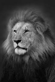 Hd wallpapers and background images. 26 Lions Black White Images Ideas Black N White Images Lions White Image