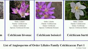 Image result for Camptorrhiza strumosa