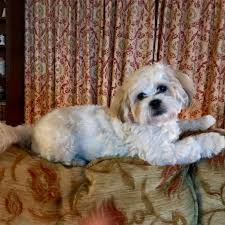 Jiji.com.gh more than 9 shih tzu dogs & puppies are waiting for you buy your future friend today ▷ prices are starting from gh₵ 500 in ghana. Missing Shih Tzu Dogs Search The Uk For Lost Shih Tzu Dogs