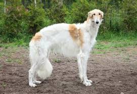 These Dog Breeds Didn T Look Like This 100 Years Ago Whatkindofdog These Dog Breeds Didn T Look Like This 100 Years Ago Dog Breeds Borzoi Dog Grey Hound Dog