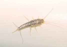 Ready to hire desired completion date: Jiminy Cricket Pest Control Phoenix Az