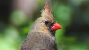 In summer, their sweet whistles are one of the first sounds of the morning. Female Cardinal Call Song Sounds Youtube