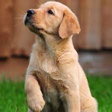 Get a boxer, husky, german shepherd, pug, and the border collie lab mix, or borador, is a cross between a purebred border collie and a purebred labrador retriever. Pin On Lab Love