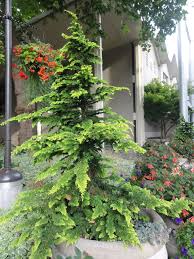 Hanoki Cypress At Seattle Center Outdoor Gardens Garden Styles Plants