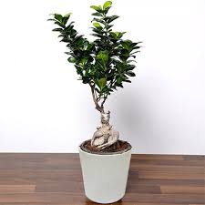 Ficus Bonsai Plant In Ceramic Pot Qatar Gift Ficus Bonsai Plant In Ceramic Pot Ferns N Petals